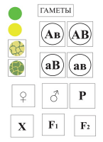 Модель-аппликация Дигибридное скрещивание и его цитологические основы - fgospostavki.ru - Апрелевка