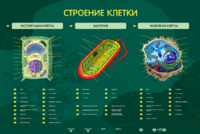 Электрифицированный стенд "Строение клетки" с маркерными полями - fgospostavki.ru - Апрелевка