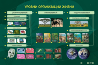 Электрифицированный стенд "Уровни организации жизни" - fgospostavki.ru - Апрелевка