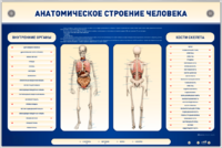 Электрифицированный стенд-тренажер c макетом скелета "Анатомическое строение человека" - fgospostavki.ru - Апрелевка