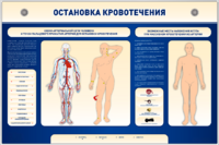 Электрифицированный стенд-тренажер "Остановка кровотечения" - fgospostavki.ru - Апрелевка
