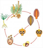Модель-аппликация Размножение сосны - fgospostavki.ru - Апрелевка