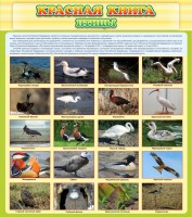 Стенд "Красная книга - птицы" - fgospostavki.ru - Апрелевка