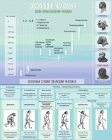 Стенд "Эволюция человека" Вариант 1 - fgospostavki.ru - Апрелевка