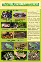 Стенд "Класс земноводные" - fgospostavki.ru - Апрелевка