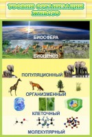 Стенд "Уровни организации живого" - fgospostavki.ru - Апрелевка
