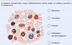 Интерактивные курсы. Биология 11 класс. Расширенный. - fgospostavki.ru - Апрелевка