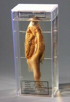 Влажный препарат "Внутреннее строение рыбы" - fgospostavki.ru - Апрелевка