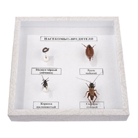 Коллекция энтомологическая "Насекомые вредители" - fgospostavki.ru - Апрелевка