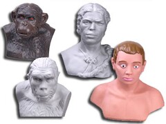 Комплект палеонтологических моделей "Происхождение человека" - fgospostavki.ru - Апрелевка