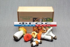 Набор муляжей грибов - fgospostavki.ru - Апрелевка