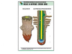 Рельефная таблица "Внешнее и внутреннее строение корня" (формат А1, матовое ламинирование) - fgospostavki.ru - Апрелевка