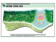 Рельефная таблица "Клеточное строение листа" (формат А1, матовое ламинирование) - fgospostavki.ru - Апрелевка