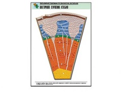 Рельефная таблица "Клеточное строение стебля" (формат А1, матовое ламинирование) - fgospostavki.ru - Апрелевка