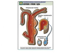 Рельефная таблица "Внутреннее строение гидры" - fgospostavki.ru - Апрелевка