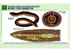 Рельефная таблица "Внутреннее строение дождевого червя" (формат А1, матовое ламинирование) - fgospostavki.ru - Апрелевка