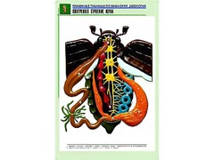 Рельефная таблица "Внутреннее строение жука" (формат А1, матовое ламинирование) - fgospostavki.ru - Апрелевка