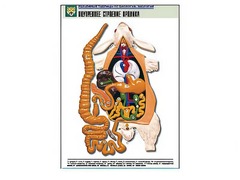 Рельефная таблица "Внутреннее строение кролика" (формат А1, матовое ламинирование) - fgospostavki.ru - Апрелевка