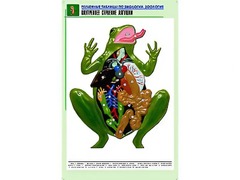 Рельефная таблица "Внутреннее строение лягушки" (формат А1, матовое ламинирование) - fgospostavki.ru - Апрелевка