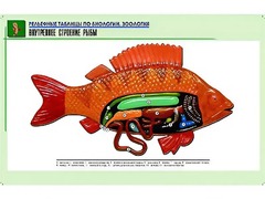 Рельефная таблица "Внутреннее строение рыбы" (формат А1, матовое ламинирование) - fgospostavki.ru - Апрелевка