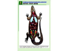 Рельефная таблица "Внутреннее строение ящерицы" (формат А1, матовое ламинирование) - fgospostavki.ru - Апрелевка