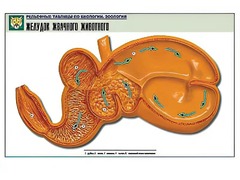 Рельефная таблица "Желудок жвачного животного" (формат А1, матовое ламинирование) - fgospostavki.ru - Апрелевка