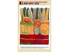 Рельефная таблица "Ворсинка кишечная с сосудом" (формат А1, матовое ламинирование) - fgospostavki.ru - Апрелевка