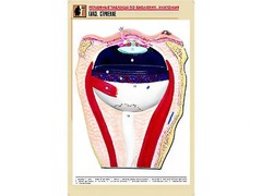 Рельефная таблица "Глаз. Строение" (формат А1, матовое ламинирование) - fgospostavki.ru - Апрелевка