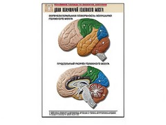 Рельефная таблица "Доли полушарий головного мозга" (формат А1, матовое ламинирование) - fgospostavki.ru - Апрелевка