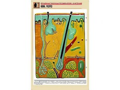 Рельефная таблица "Кожа. Разрез" (формат А1, матовое ламинирование) - fgospostavki.ru - Апрелевка