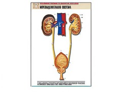 Рельефная таблица "Мочевыделительная система" (формат А1, матовое ламинирование) - fgospostavki.ru - Апрелевка