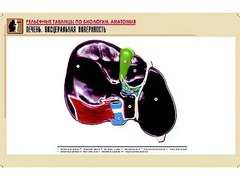 Рельефная таблица "Печень. Висцеральная поверхность" (формат А1, матовое ламинирование) - fgospostavki.ru - Апрелевка