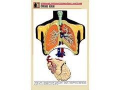 Рельефная таблица "Строение легких" (формат А1, матовое ламинирование) - fgospostavki.ru - Апрелевка