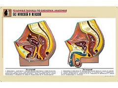 Рельефная таблица "Таз мужской и женский" (формат А1, матовое ламинирование) - fgospostavki.ru - Апрелевка