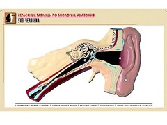 Рельефная таблица "Ухо человека" (формат А1, матовое ламинирование) - fgospostavki.ru - Апрелевка