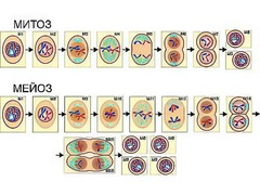 Модель-аппликация "Деление клетки. Митоз и мейоз" (ламинированная) - fgospostavki.ru - Апрелевка