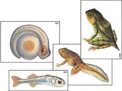Модель-аппликация "Развитие костной рыбы и лягушки" (ламинированная) - fgospostavki.ru - Апрелевка