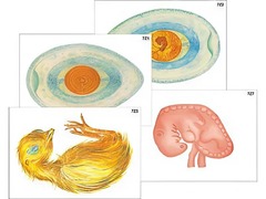 Модель-аппликация "Развитие птицы и млекопитающего (человека)" (ламинированная) - fgospostavki.ru - Апрелевка