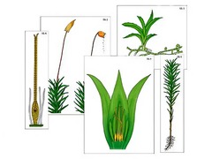 Модель-аппликация "Размножение мха" (ламинированная) - fgospostavki.ru - Апрелевка