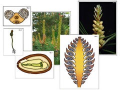 Модель-аппликация "Размножение сосны" (ламинированная) - fgospostavki.ru - Апрелевка