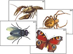 Модель-аппликация "Разнообразие беспозвоночных" (ламинированная) - fgospostavki.ru - Апрелевка