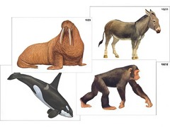 Модель-аппликация "Разнообразие высших хордовых 2. Млекопитающие" (ламинированная) - fgospostavki.ru - Апрелевка