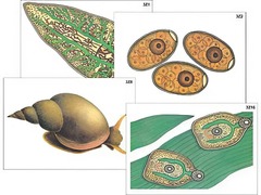 Модель-аппликация "Циклы развития печеночного сосальщика и бычьего цепня" (ламинированная) - fgospostavki.ru - Апрелевка