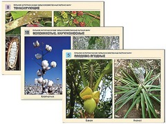 Гербарий фотографический "Сельскохозяйственные растения мира" - fgospostavki.ru - Апрелевка