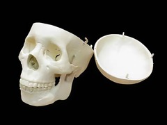 Модель "Череп человека" - fgospostavki.ru - Апрелевка