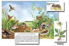 Магнитный плакат-аппликация "Луг: биоразнообразие и взаимосвязи в сообществе" - fgospostavki.ru - Апрелевка