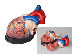 Модель сердца в разрезе (демонстрационная) - fgospostavki.ru - Апрелевка