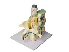 Модель части позвоночника человека - fgospostavki.ru - Апрелевка