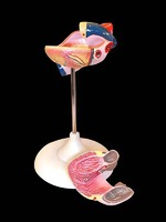 Модель сердца (лабораторная) - fgospostavki.ru - Апрелевка