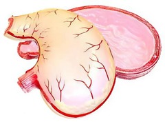 Модель желудка в разрезе - fgospostavki.ru - Апрелевка
